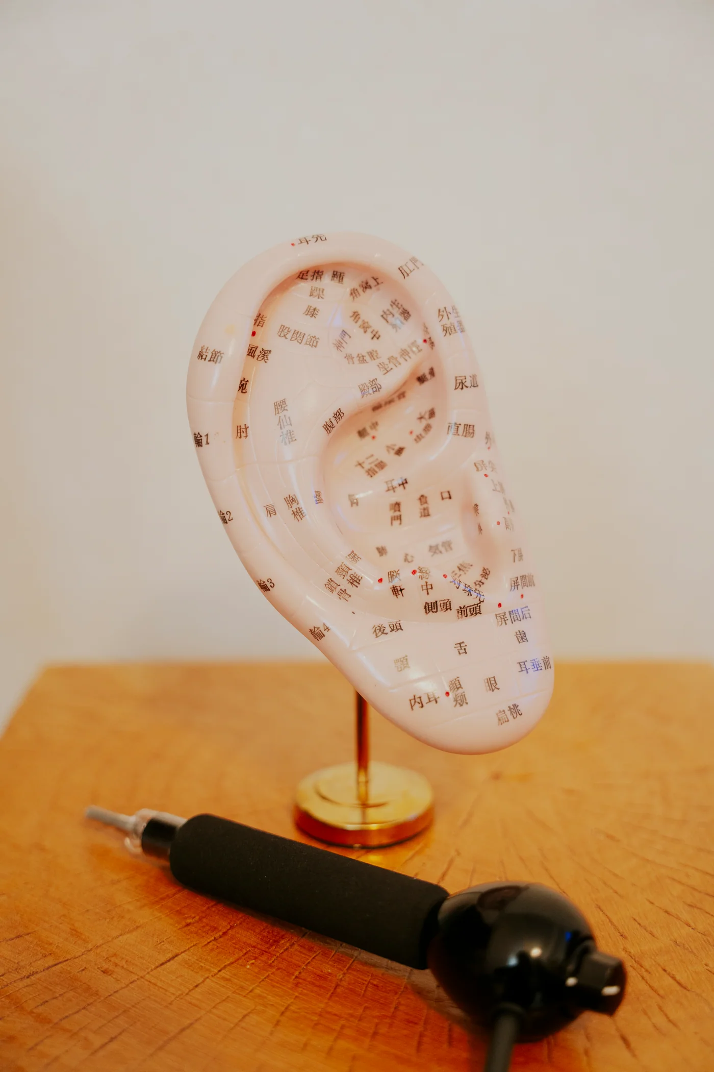 耳の模型と耳の観察に使う器具